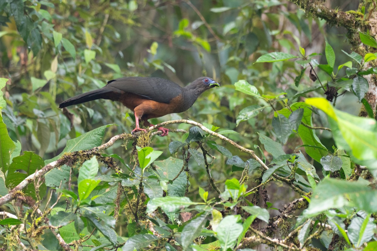 カマバネシャクケイ - ML640533404