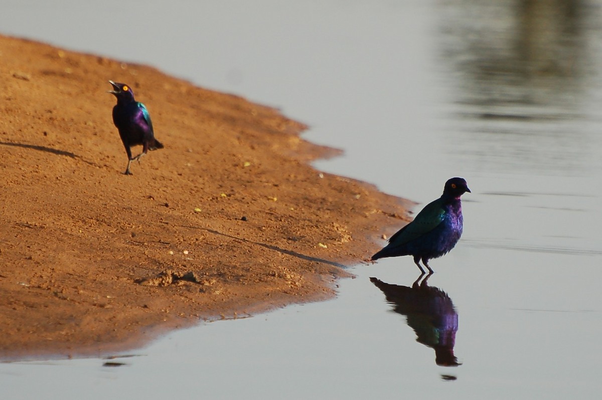Purple Starling - ML640533405