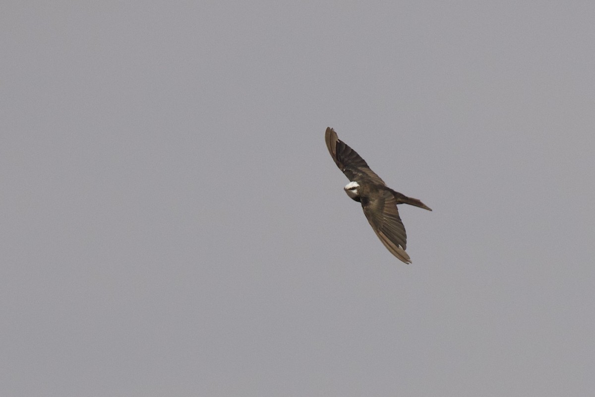 White-headed Sawwing - ML640533413