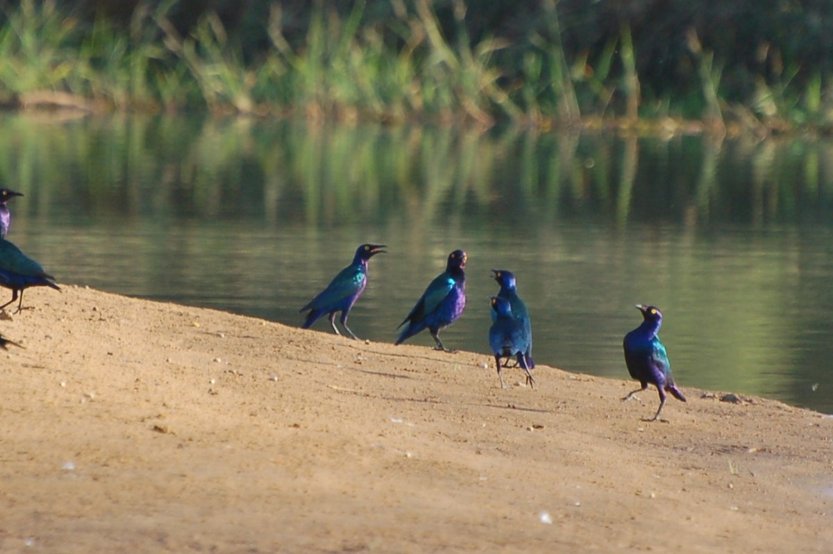 Purple Starling - ML640533423