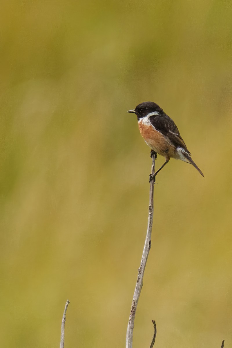 European Stonechat - ML640533428