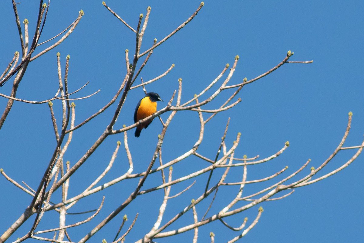 Rufous-bellied Euphonia - ML640533472