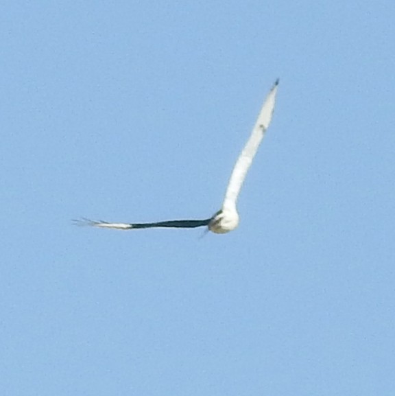 Ferruginous Hawk - ML640533521