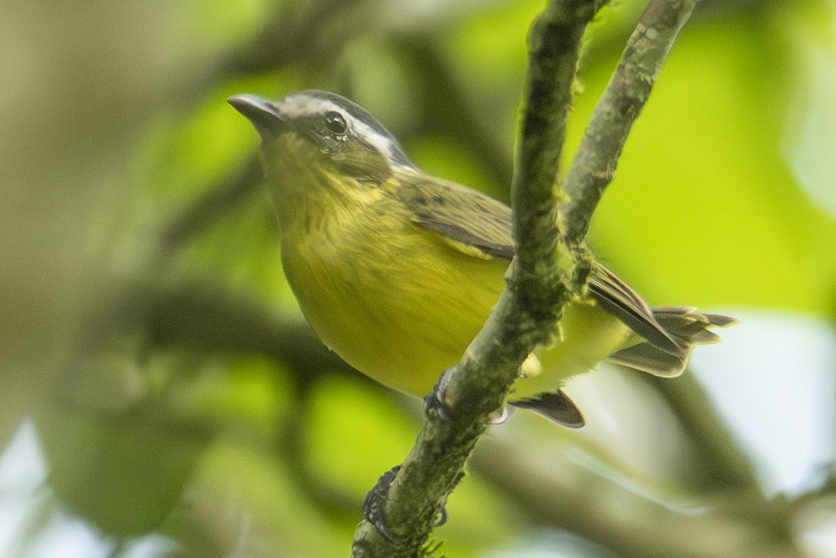 Yellow-bellied Tyrannulet - ML640533577