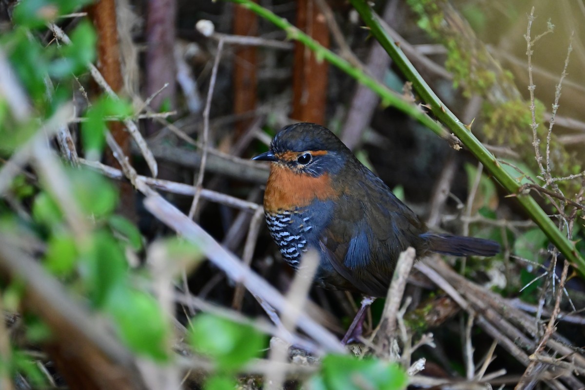 Chucao Tapaculo - ML640533587