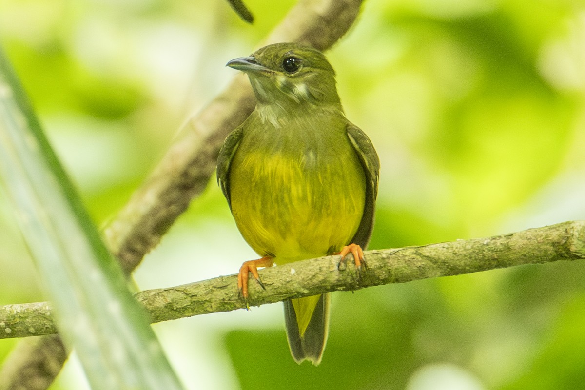 White-collared Manakin - ML640533597