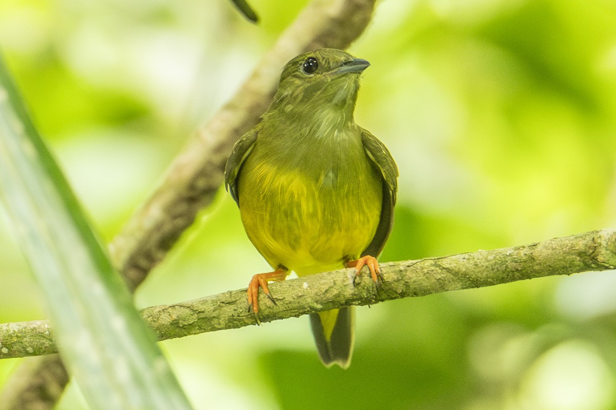 White-collared Manakin - ML640533598