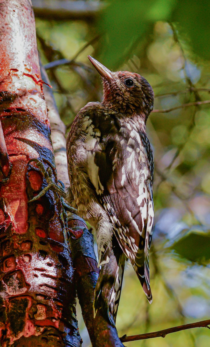 Red-naped x Red-breasted Sapsucker (hybrid) - ML640533634