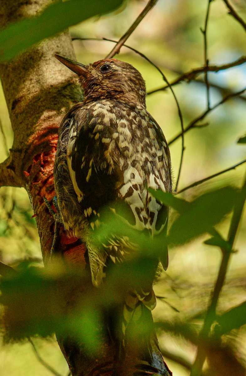 Red-naped x Red-breasted Sapsucker (hybrid) - ML640533636