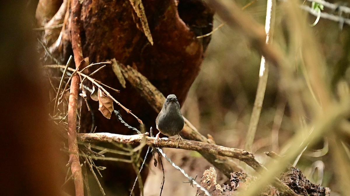 Magellanic Tapaculo - ML640533649