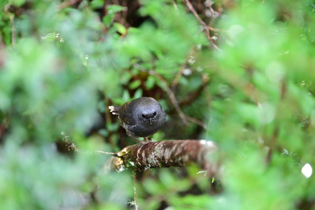 Magellanic Tapaculo - ML640533650