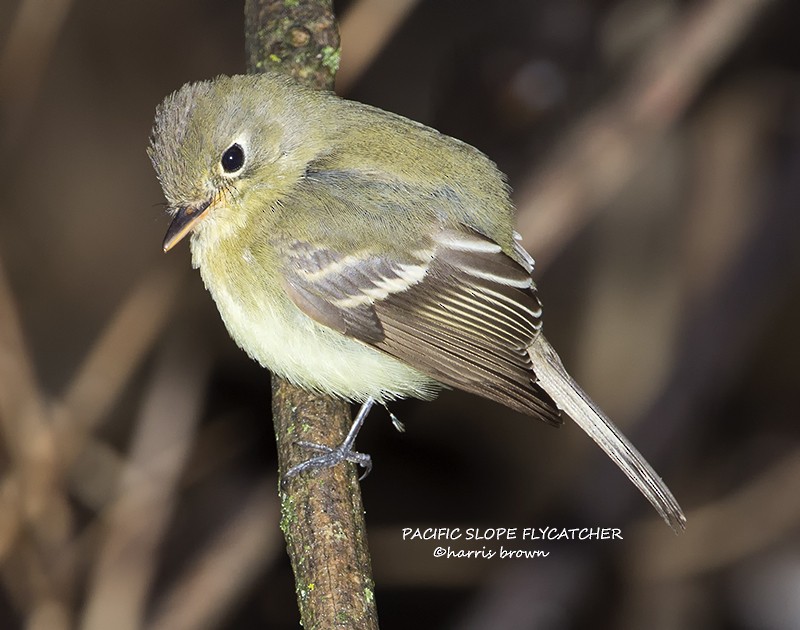 Western Flycatcher (Pacific-slope) - ML640533724