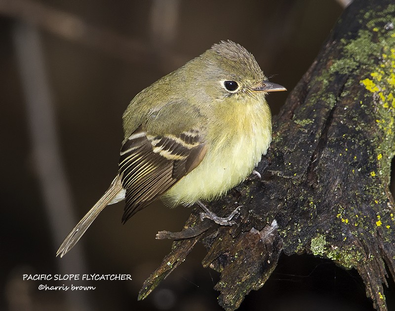 Western Flycatcher (Pacific-slope) - ML640533725