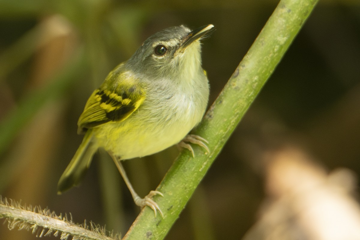 Slate-headed Tody-Flycatcher - ML640533741