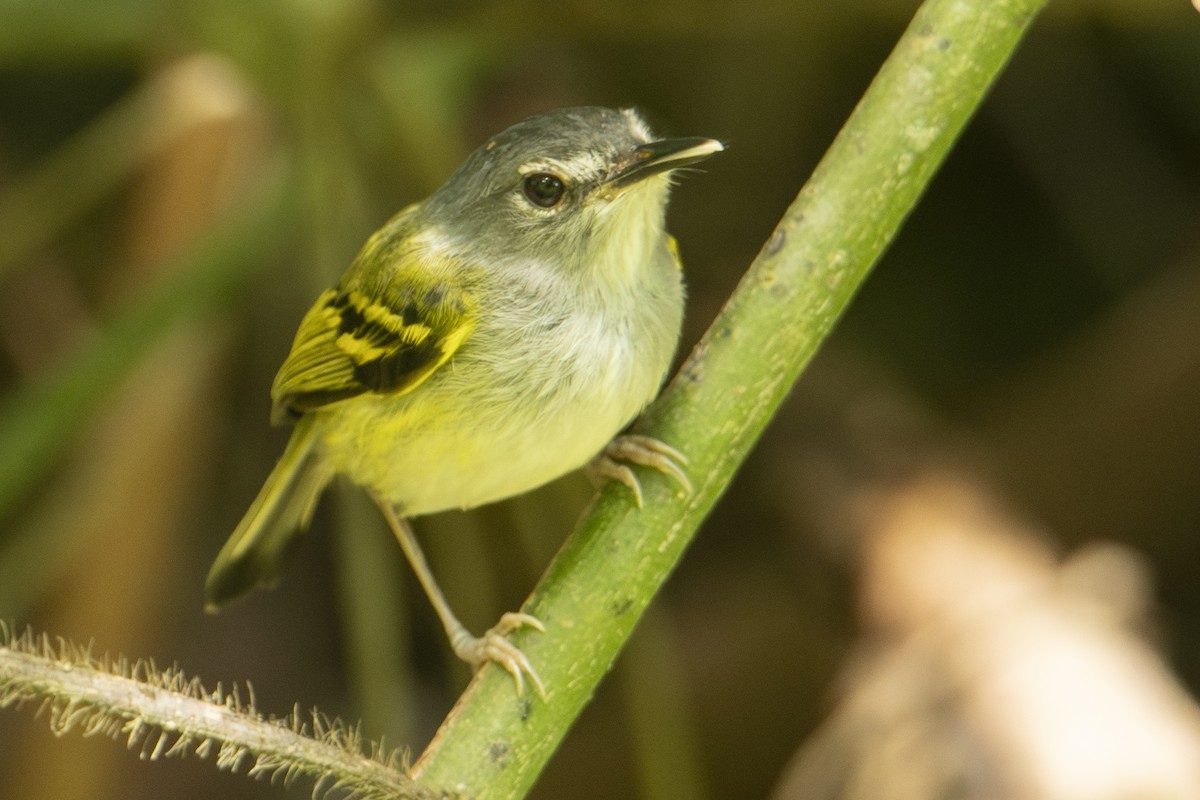 Slate-headed Tody-Flycatcher - ML640533744