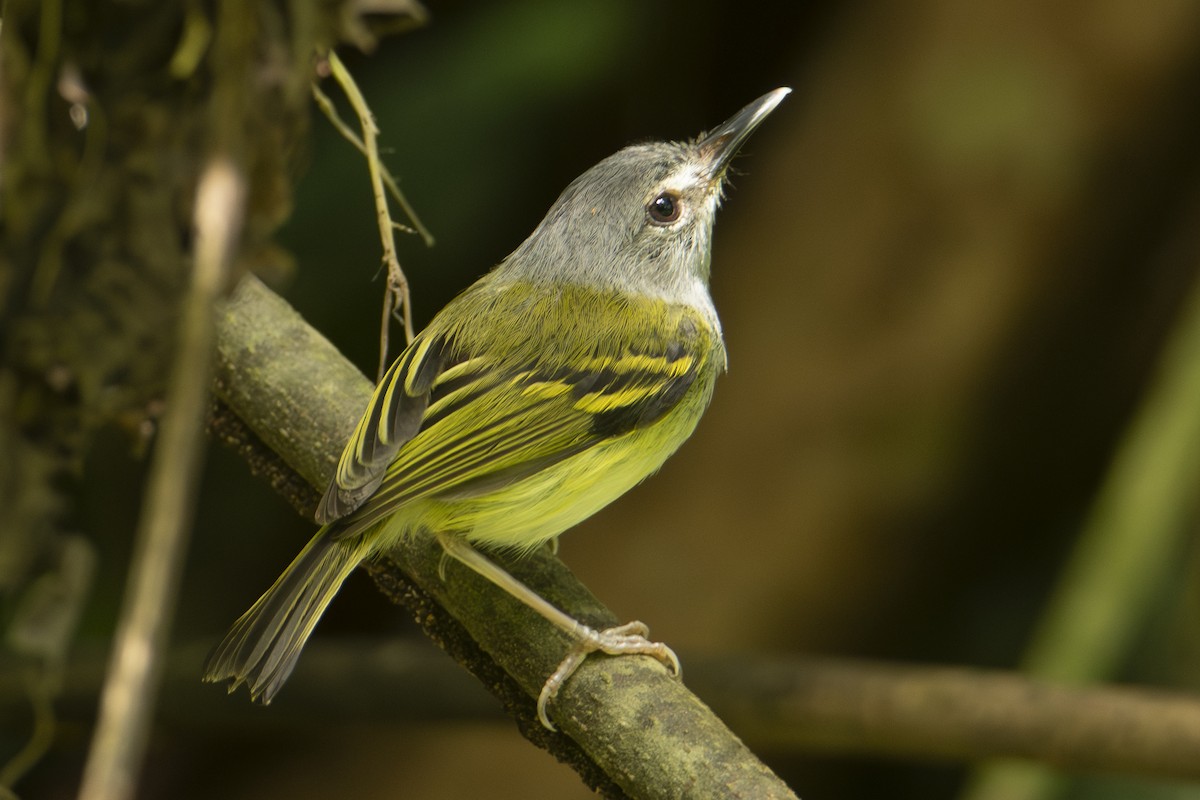 Slate-headed Tody-Flycatcher - ML640533746
