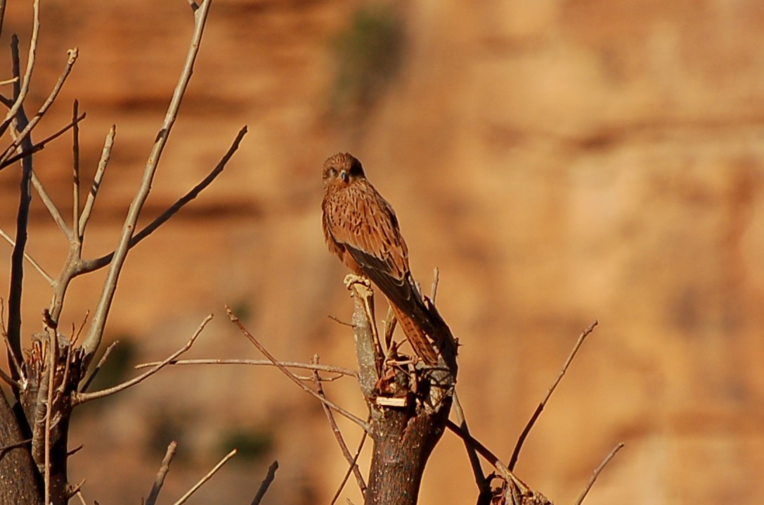 Fox Kestrel - ML640533765