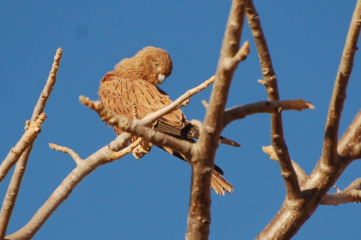 Fox Kestrel - ML640533766