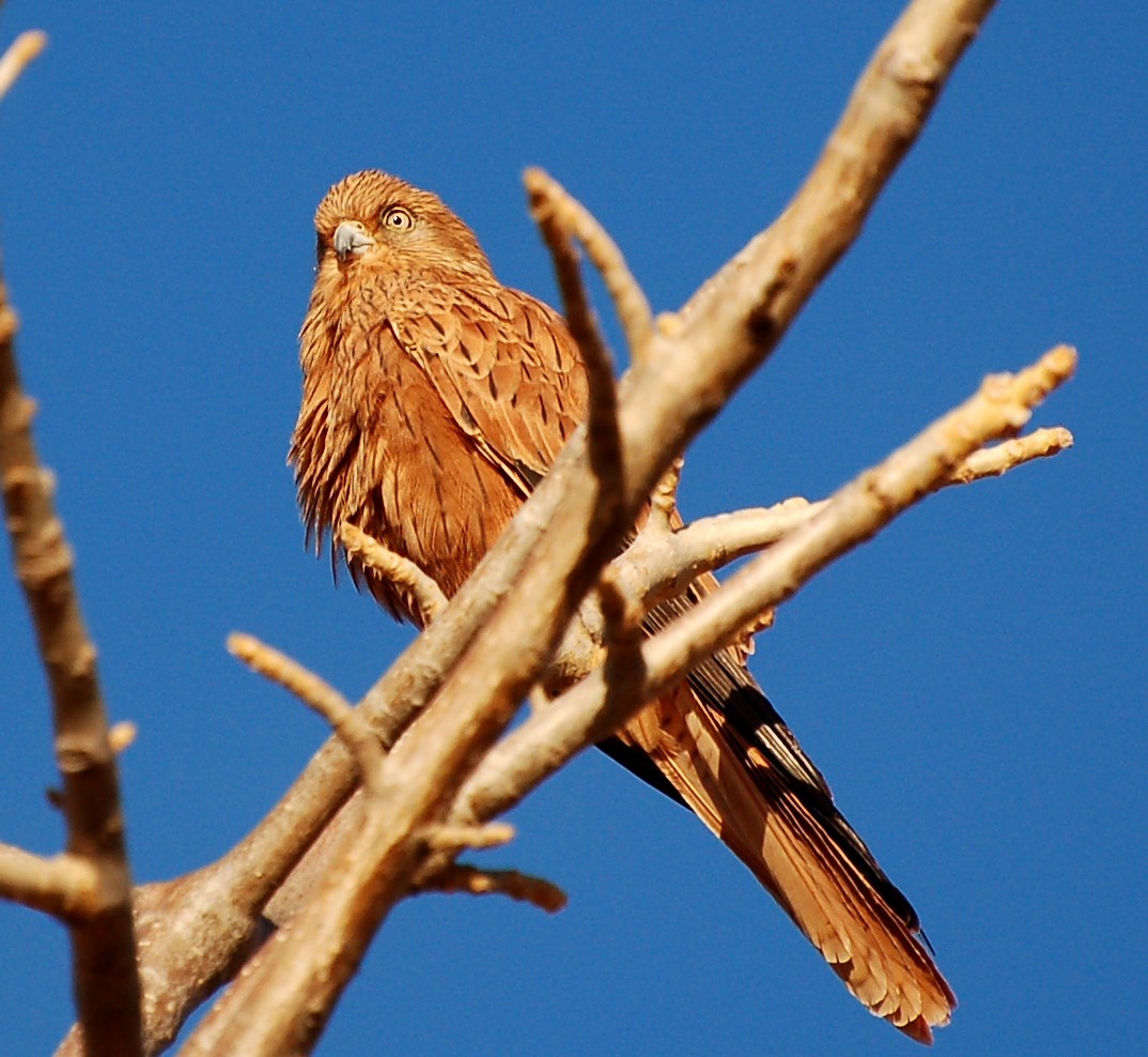 Fox Kestrel - ML640533767