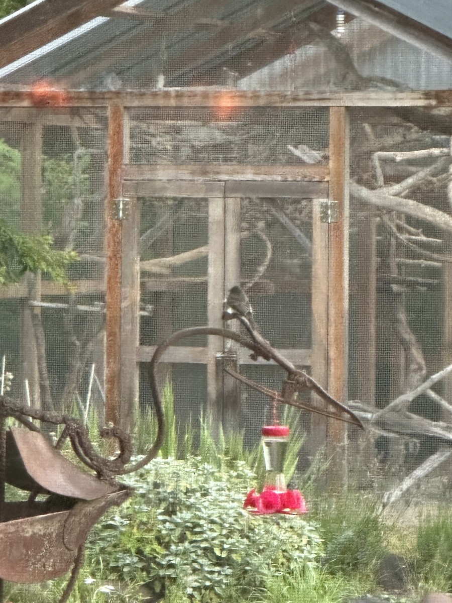 Black Phoebe - ML640533809