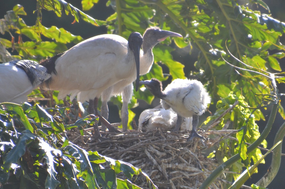 ibis australský - ML640533816