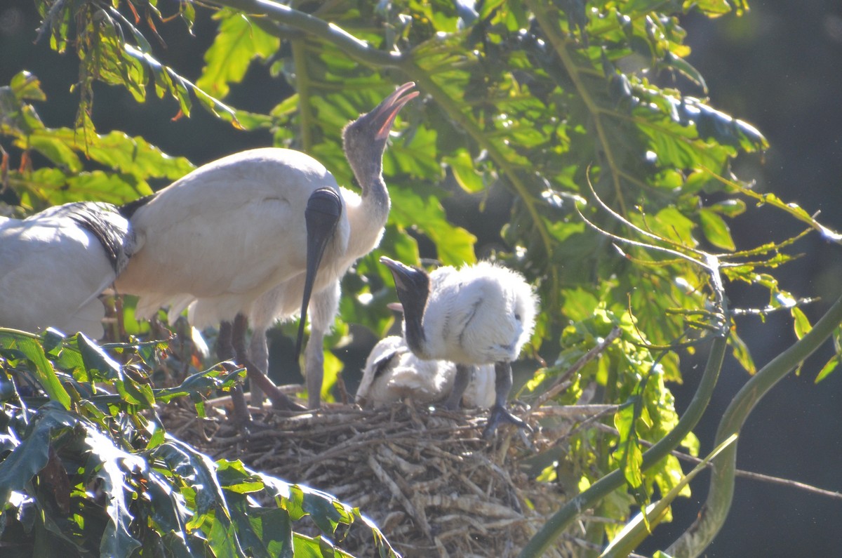 ibis australský - ML640533817