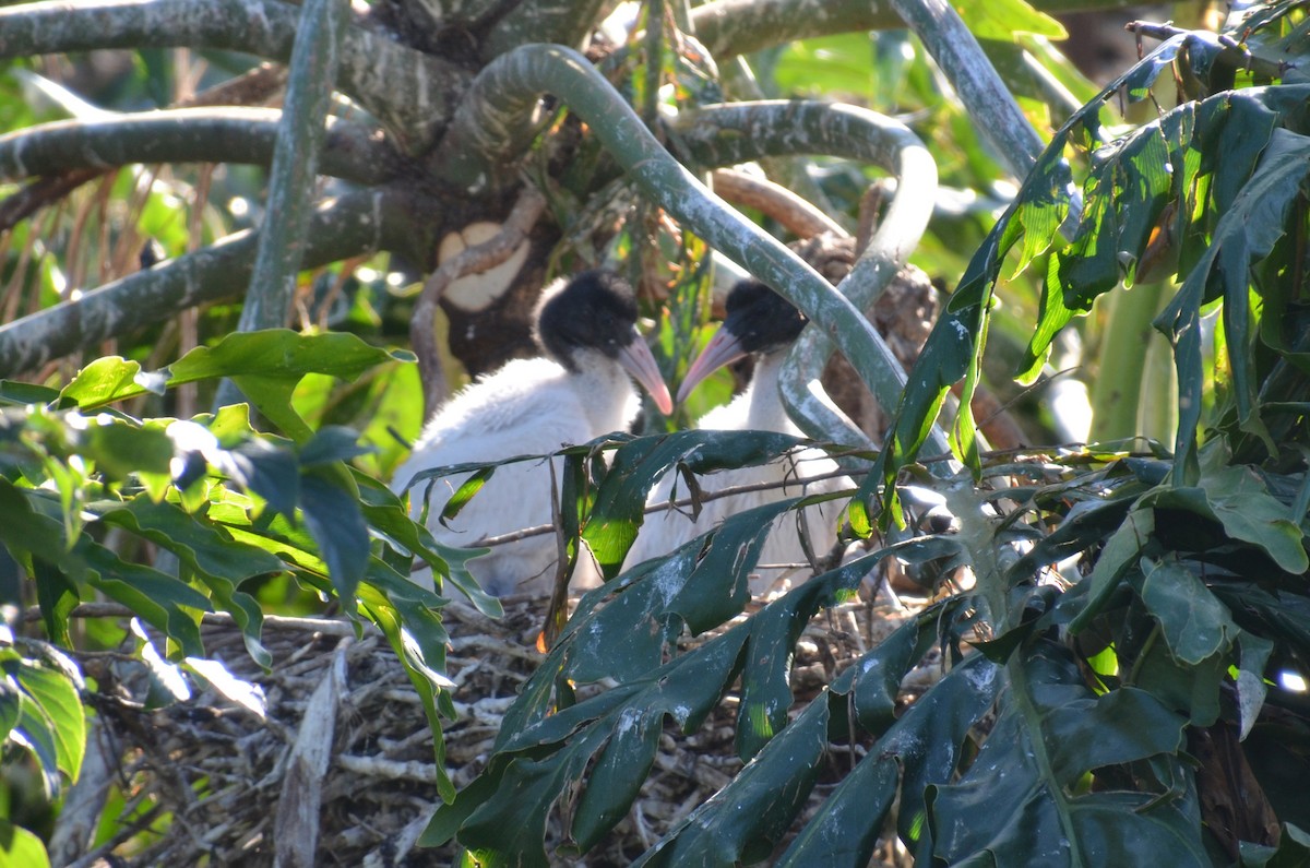 ibis australský - ML640533818
