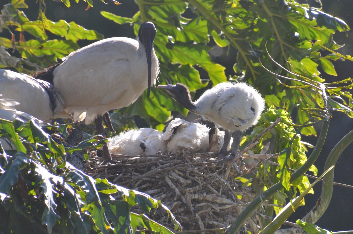 ibis australský - ML640533819