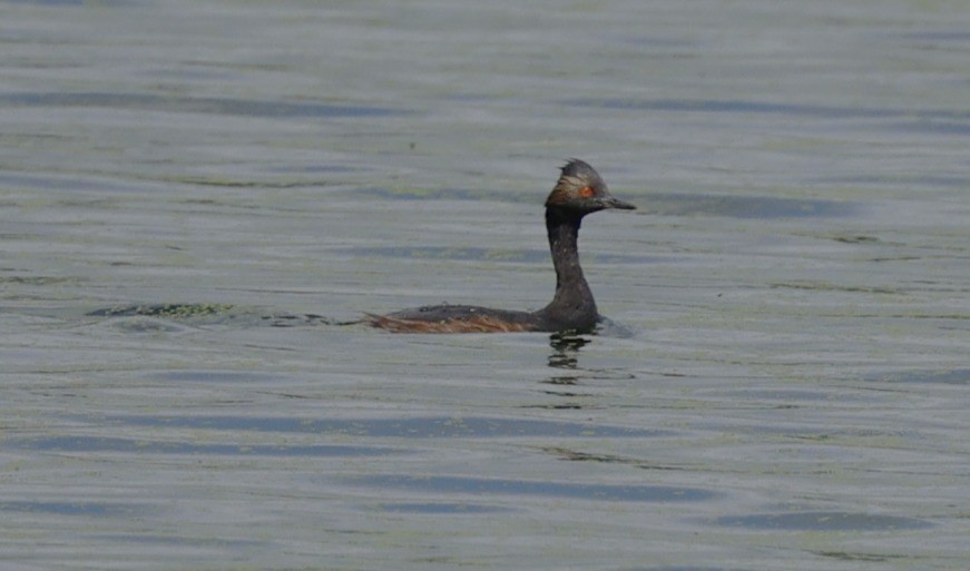 Eared Grebe - ML640533895
