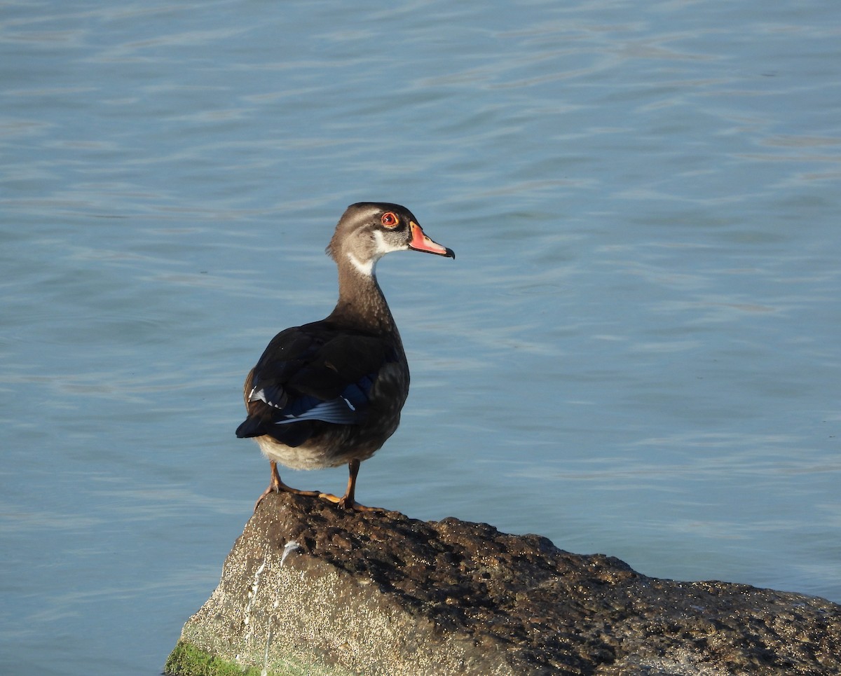 Wood Duck - ML640533944