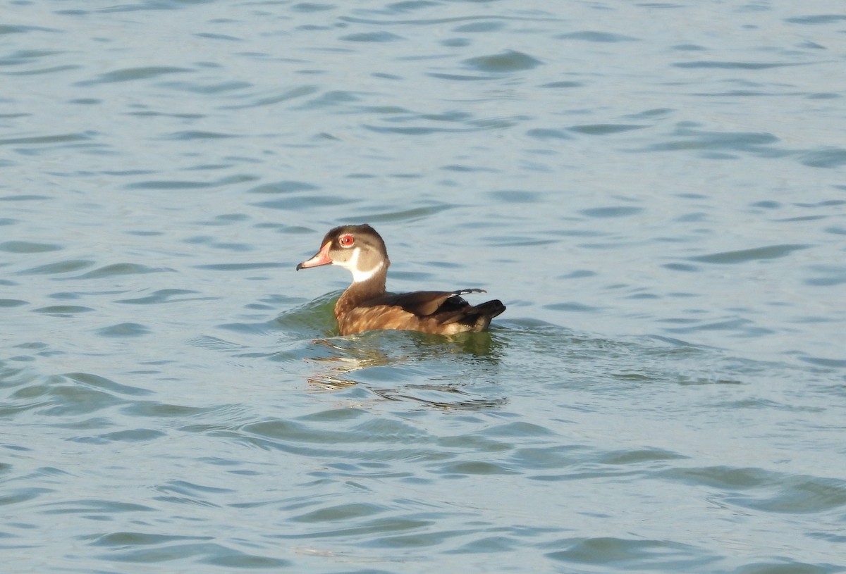 Wood Duck - ML640533955