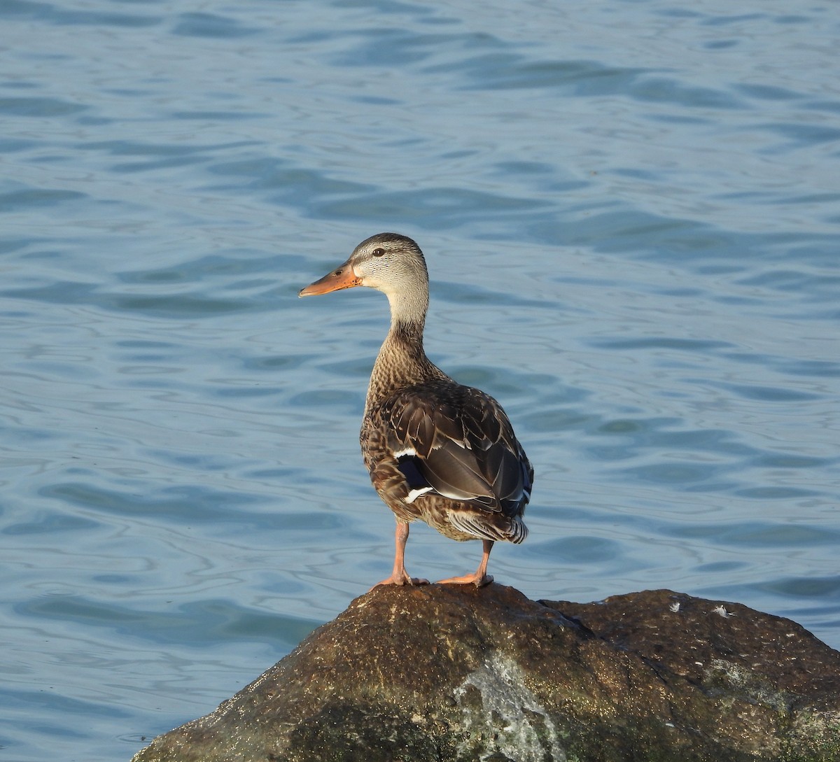 Зэрлэг нугас - ML640533982
