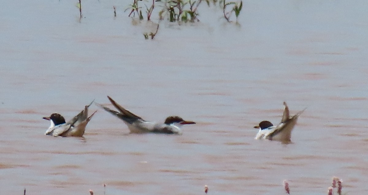 Forster's Tern - ML640534010