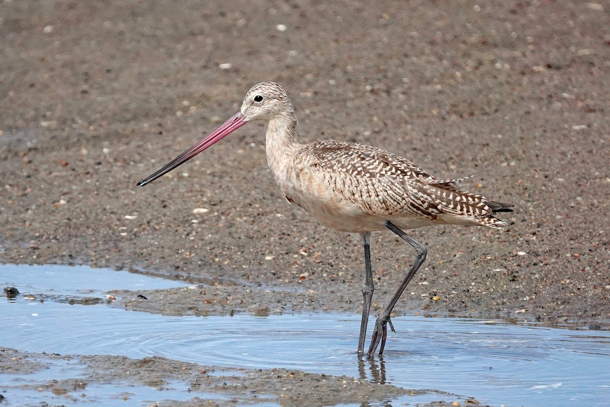 Marbled Godwit - ML640534018