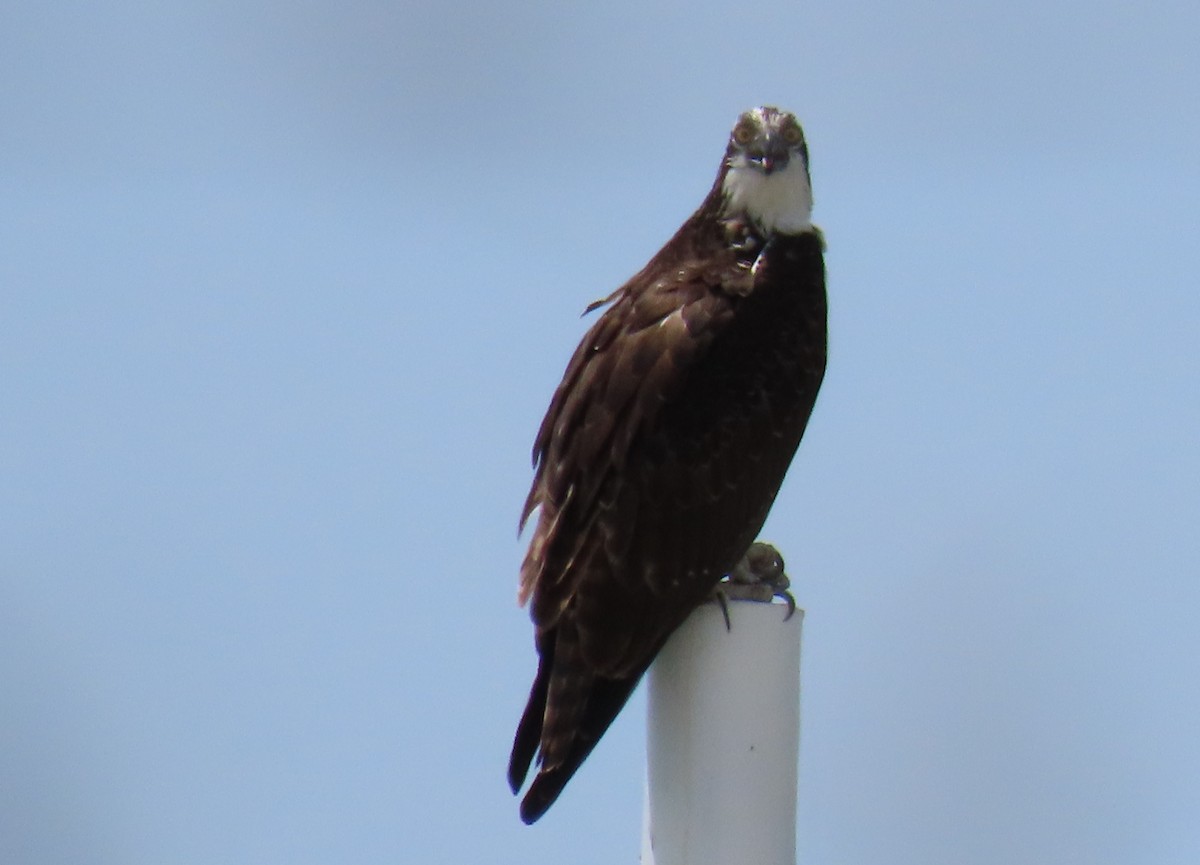 Osprey - ML640534021