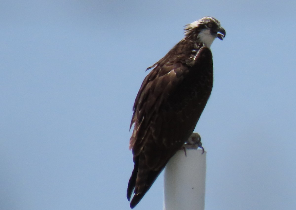 Osprey - ML640534024