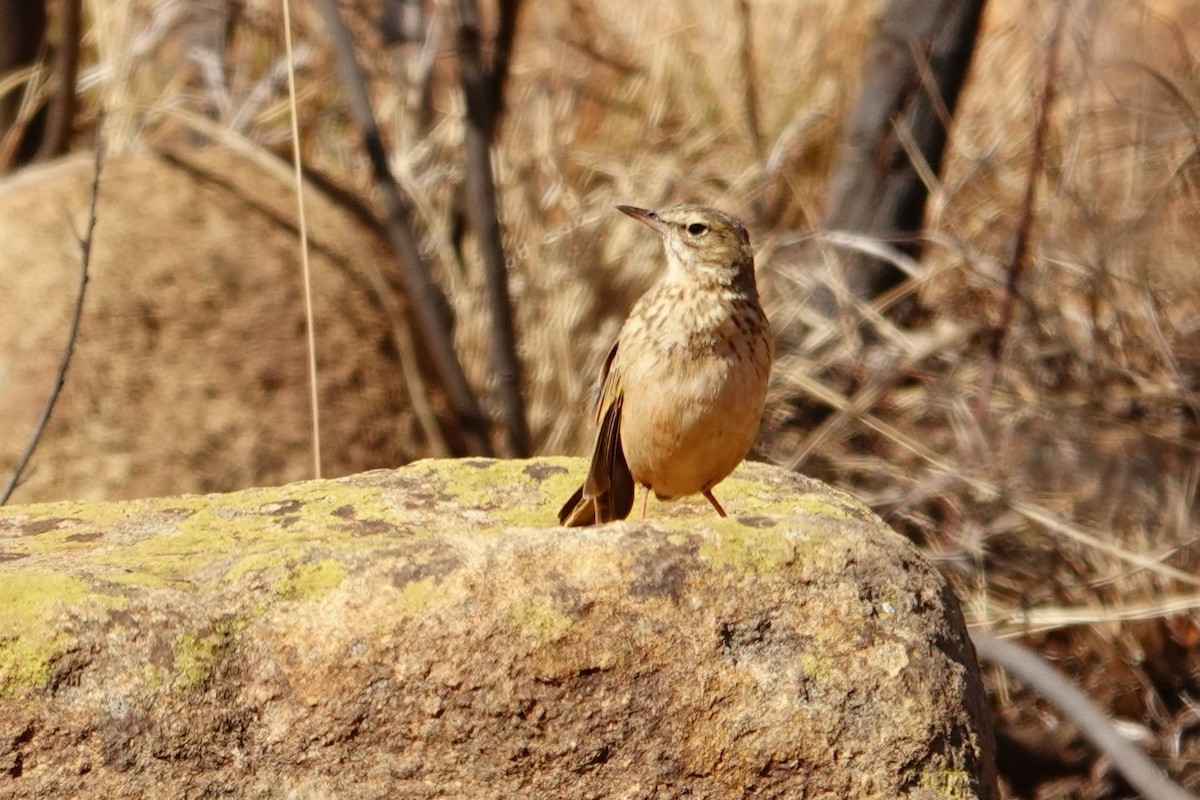 Nicholson's Pipit - ML640534048
