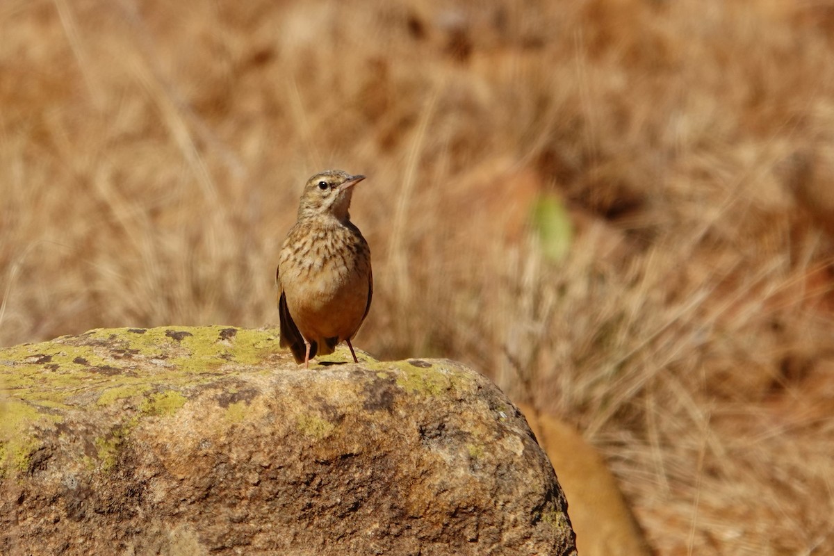 Nicholson's Pipit - ML640534049