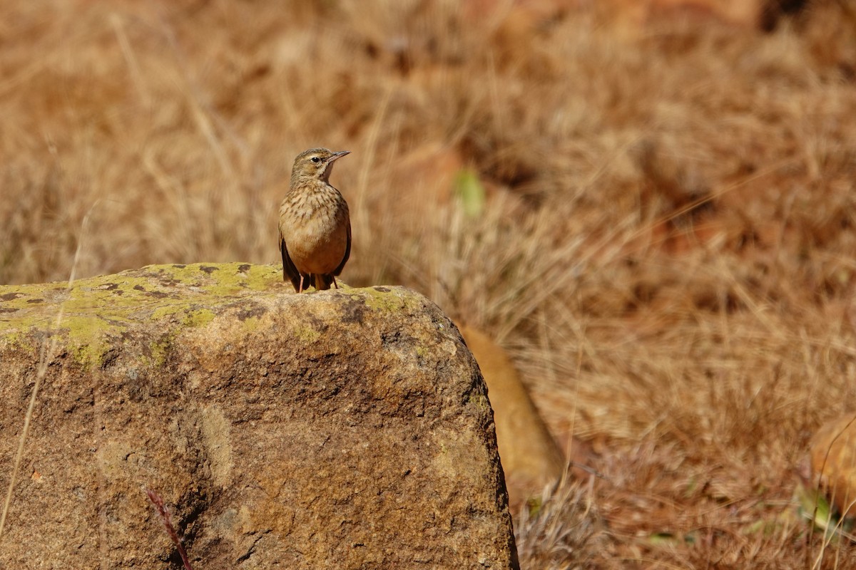 Nicholson's Pipit - ML640534050