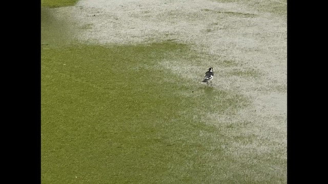 Magpie-lark - ML640534073
