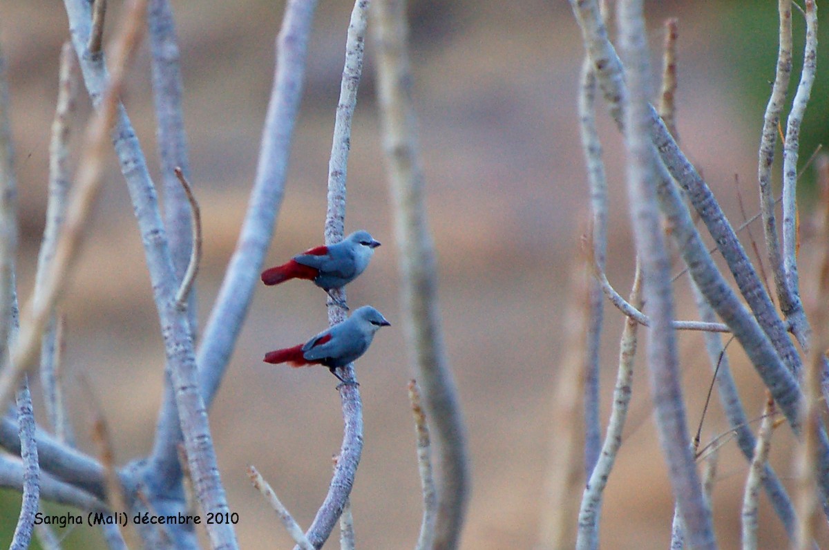 Lavender Waxbill - ML640534078