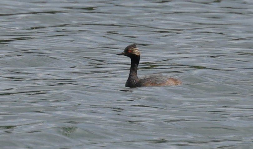 Eared Grebe - ML640534120