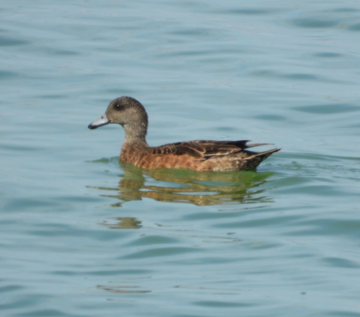 American Wigeon - ML640534127