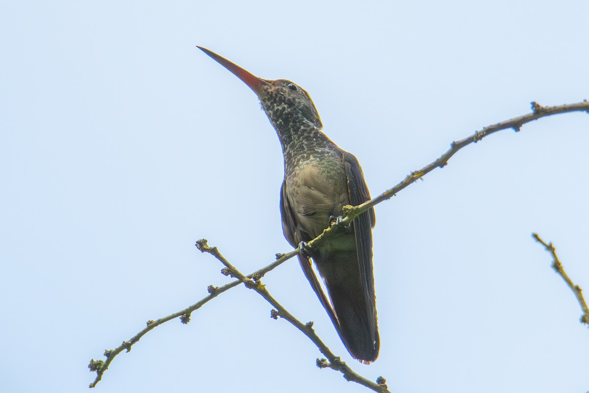kolibřík zlatoocasý - ML640534138