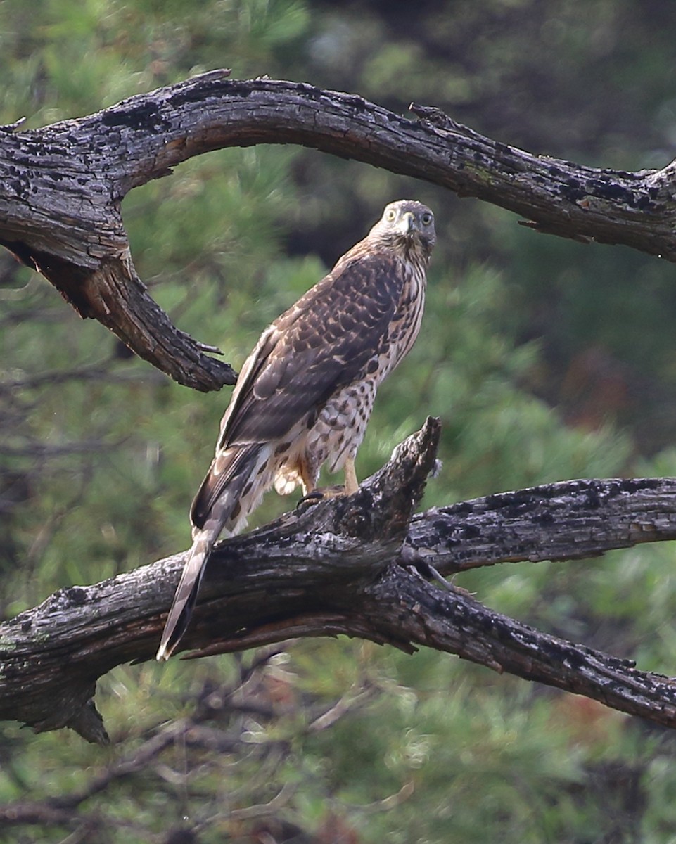 American Goshawk - ML640534153