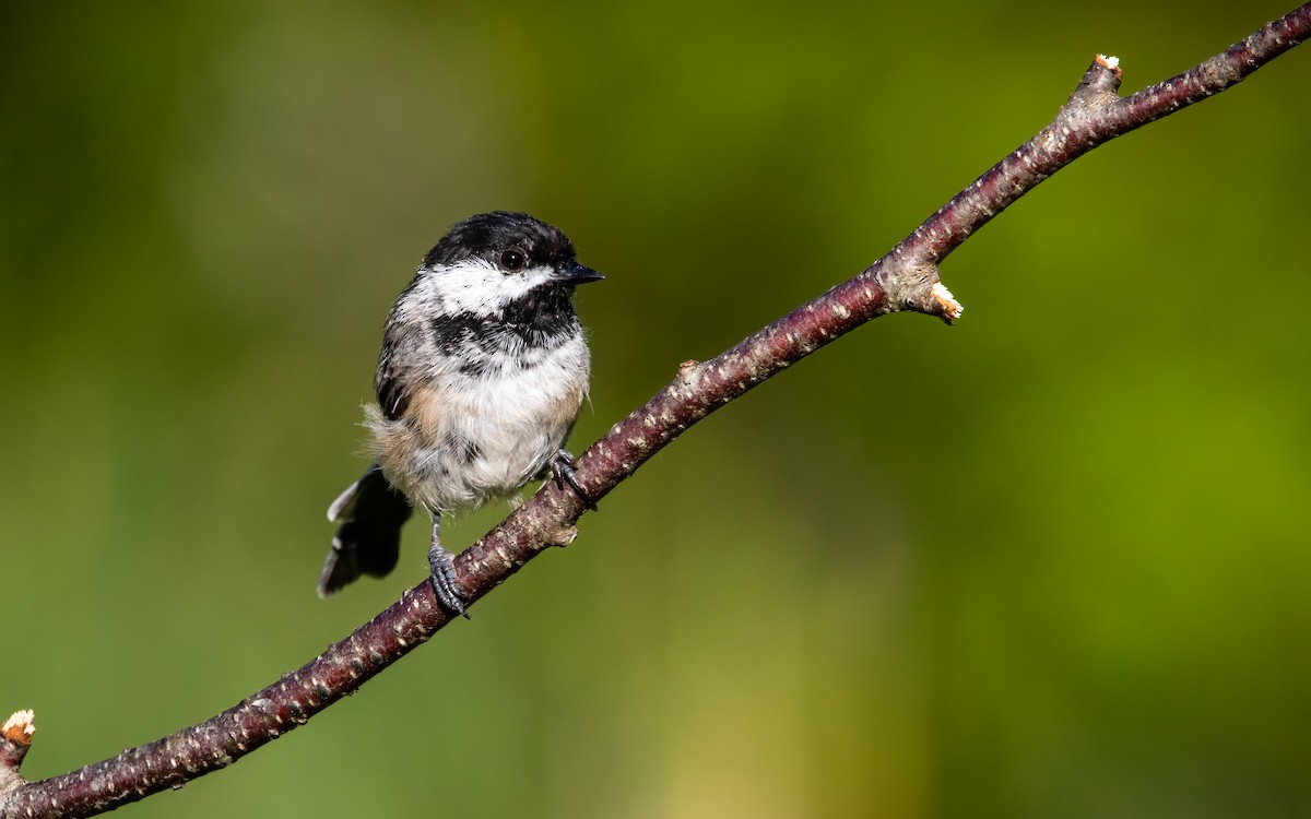 Black-capped Chickadee - ML640534211