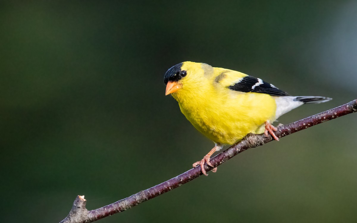American Goldfinch - ML640534236