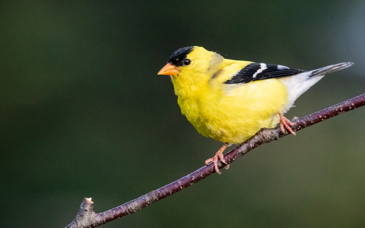 American Goldfinch - ML640534242