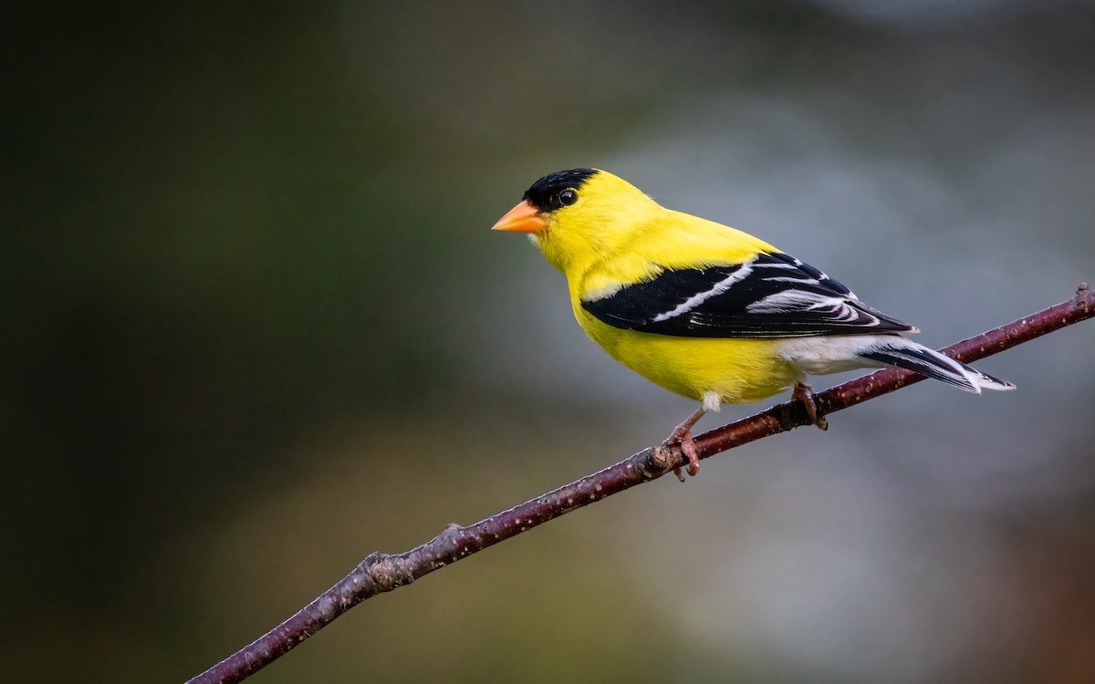 American Goldfinch - ML640534257