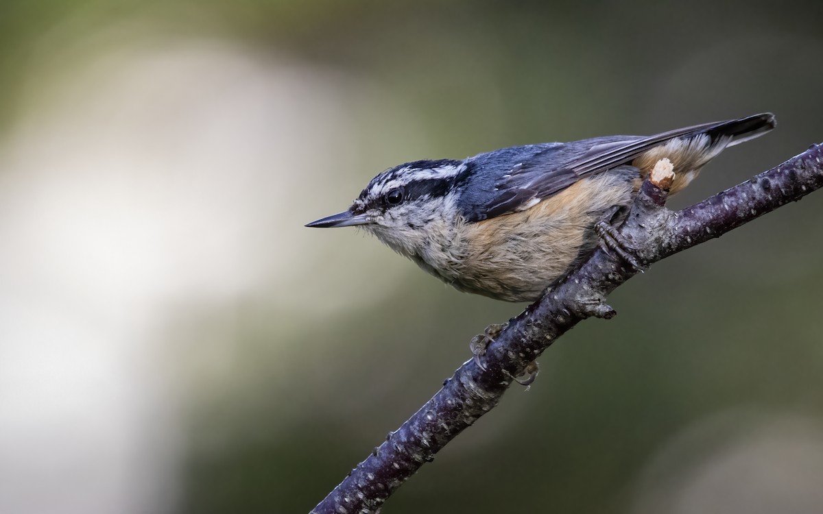 Red-breasted Nuthatch - ML640534290